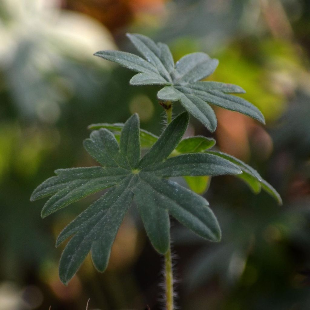 Geranium sanguineum - Geranio sanguigno