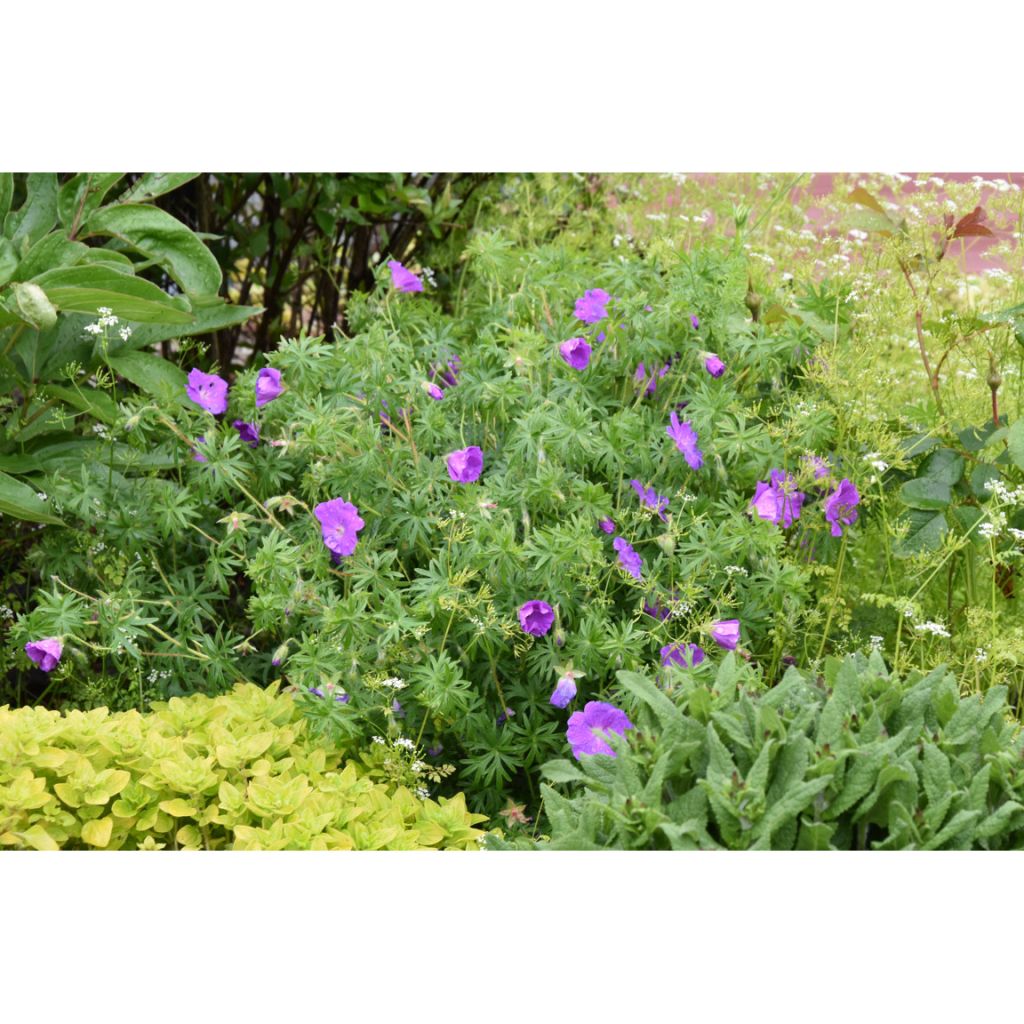 Geranium sanguineum - Geranio sanguigno