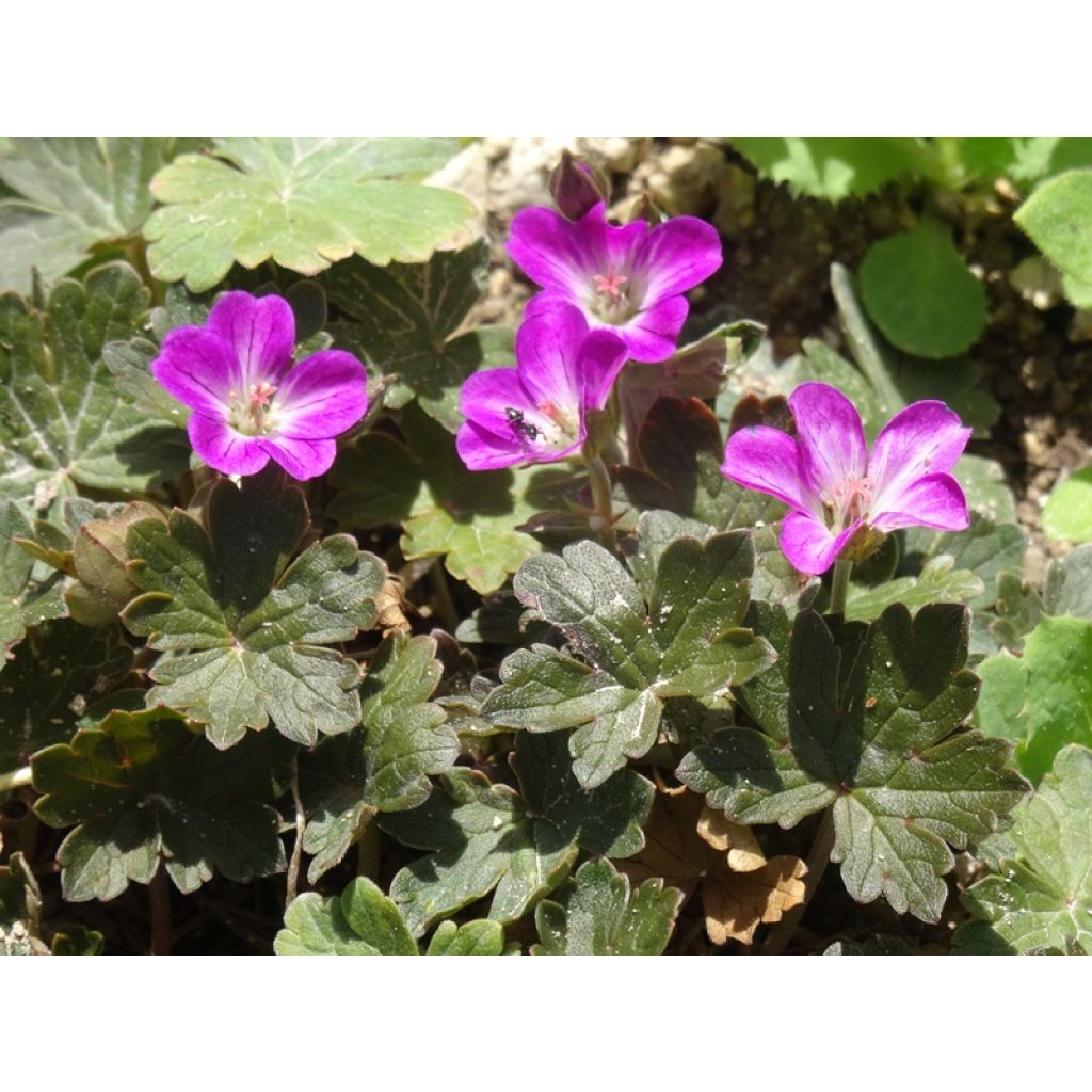 Geranium oxonianum Orkney Cherry