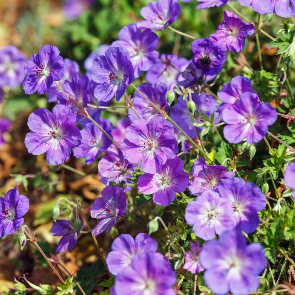 Geranium Rozanne