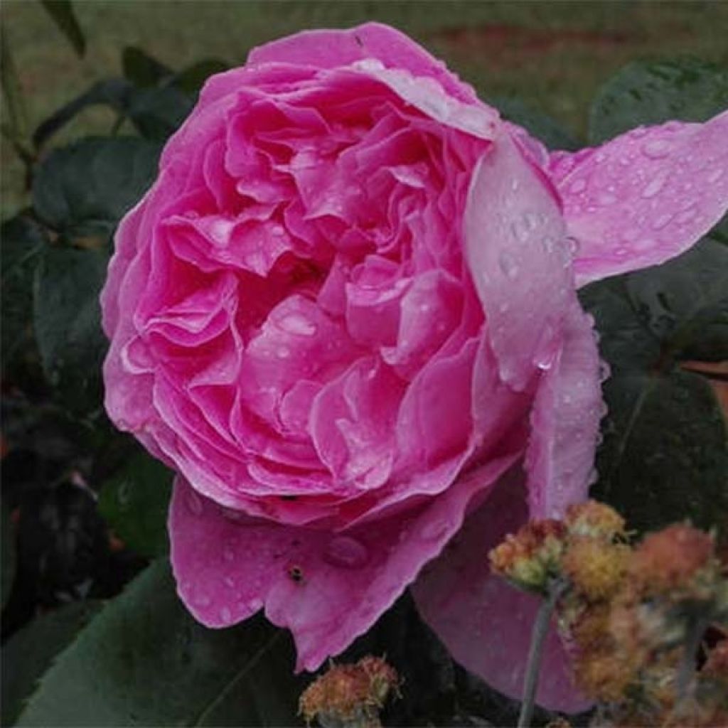 Rosa Young Lycidas