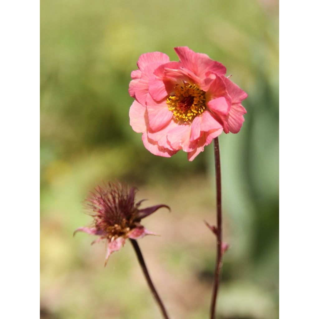 Geum rivale Mai tai