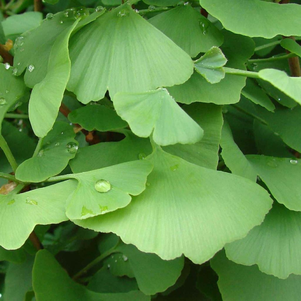 Ginkgo biloba