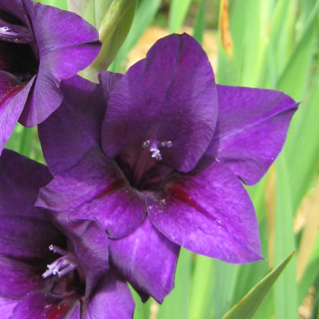 Glaïeul ou Gladiolus Violetta