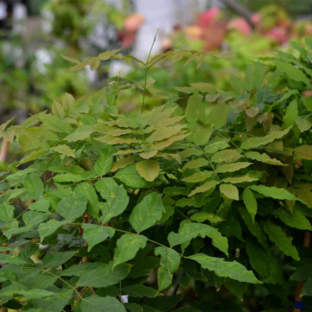 Wisteria floribunda Domino - Glicine