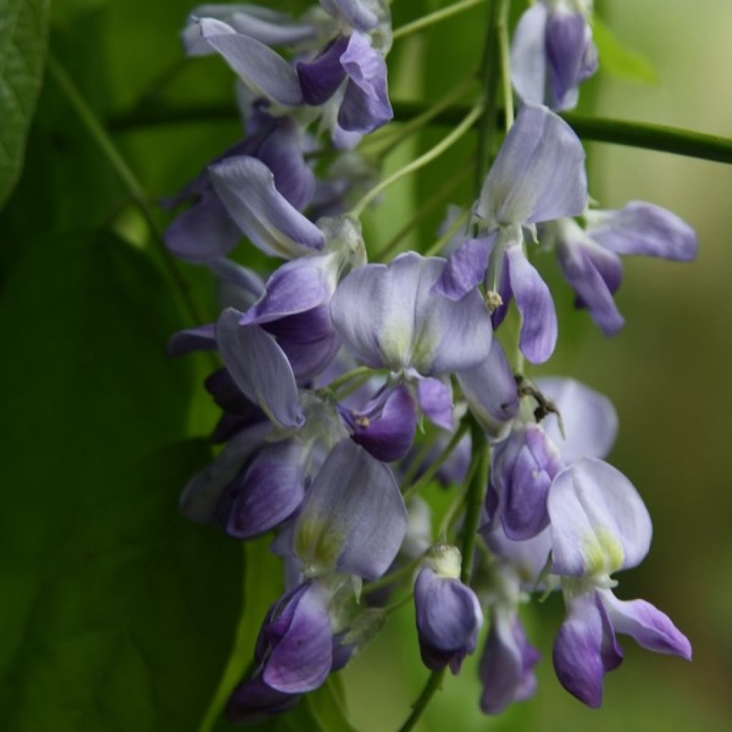 Wisteria floribunda Domino - Glicine