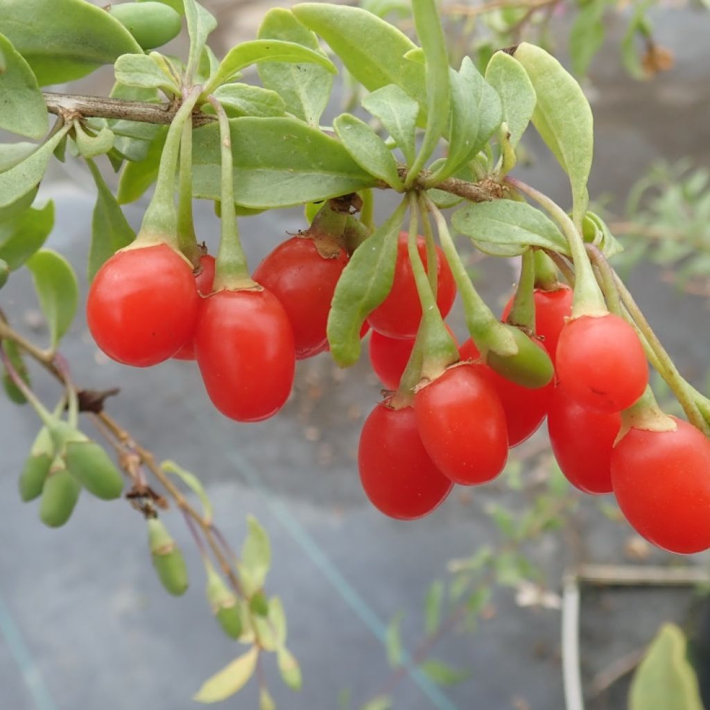 Lycium barbarum Gojidelys - Goji