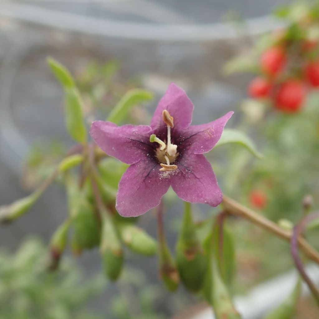 Lycium barbarum Gojidelys - Goji