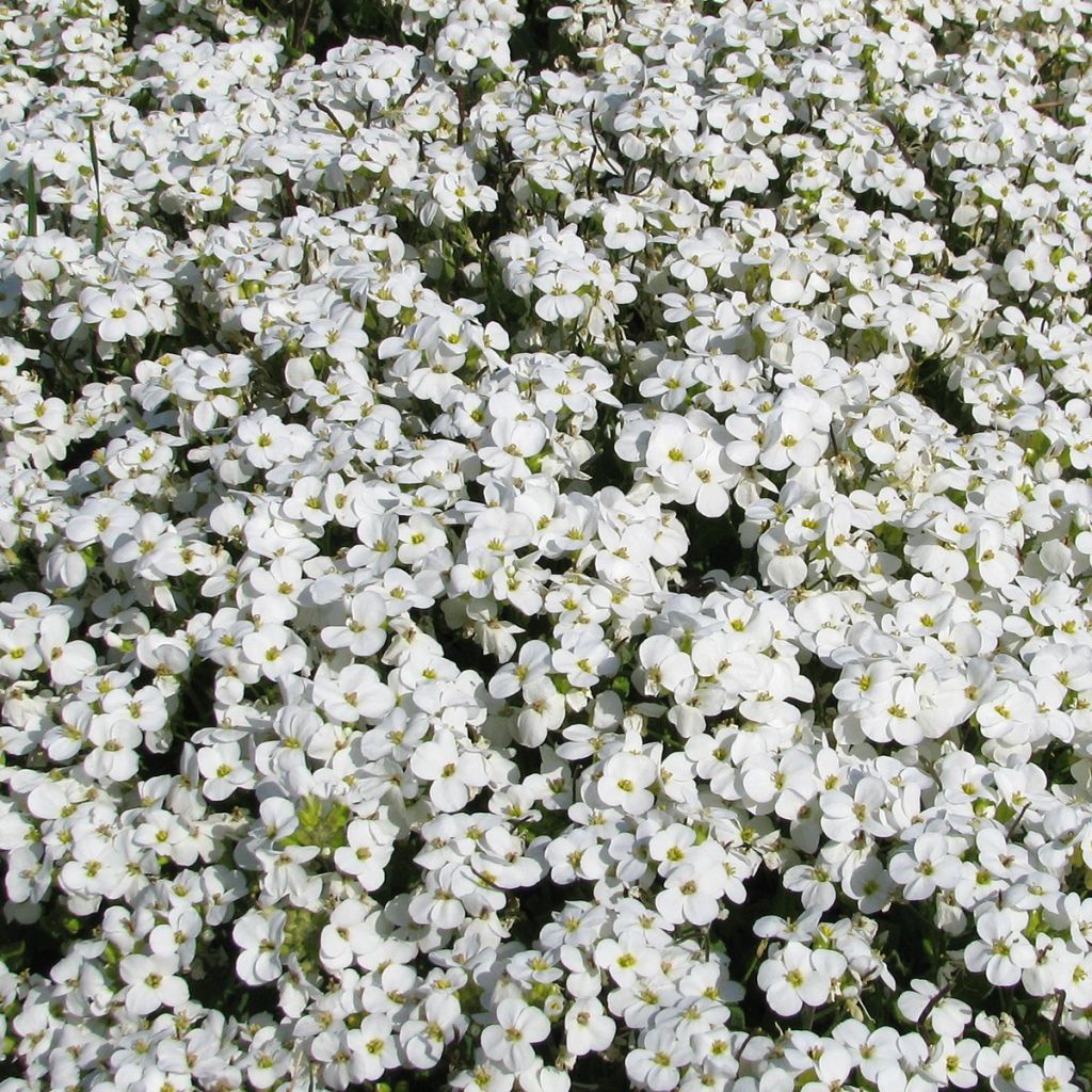 Arabis caucasica Snowball (semil)