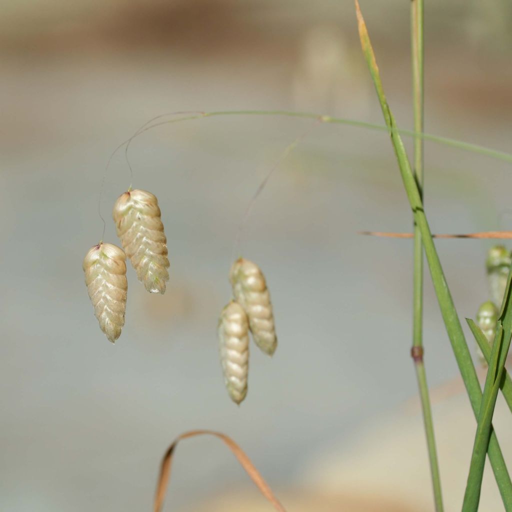 Briza maxima - Sonaglini maggiori