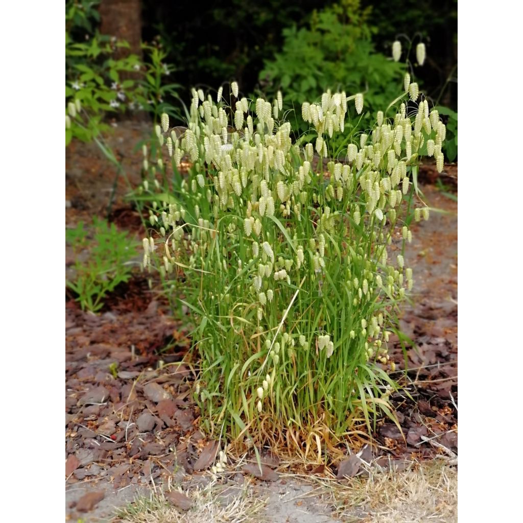 Briza maxima - Sonaglini maggiori