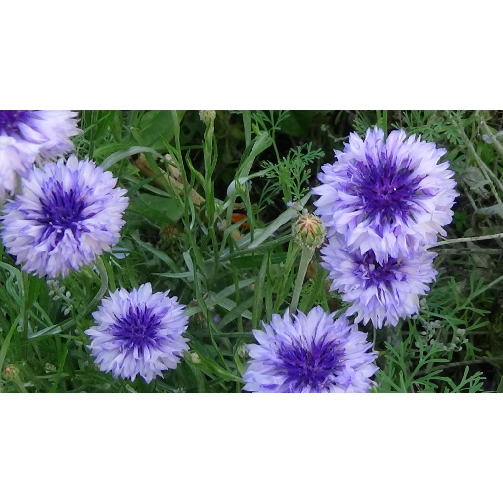 Centaurea cyanus Classic Fantastic - Fiordaliso vero