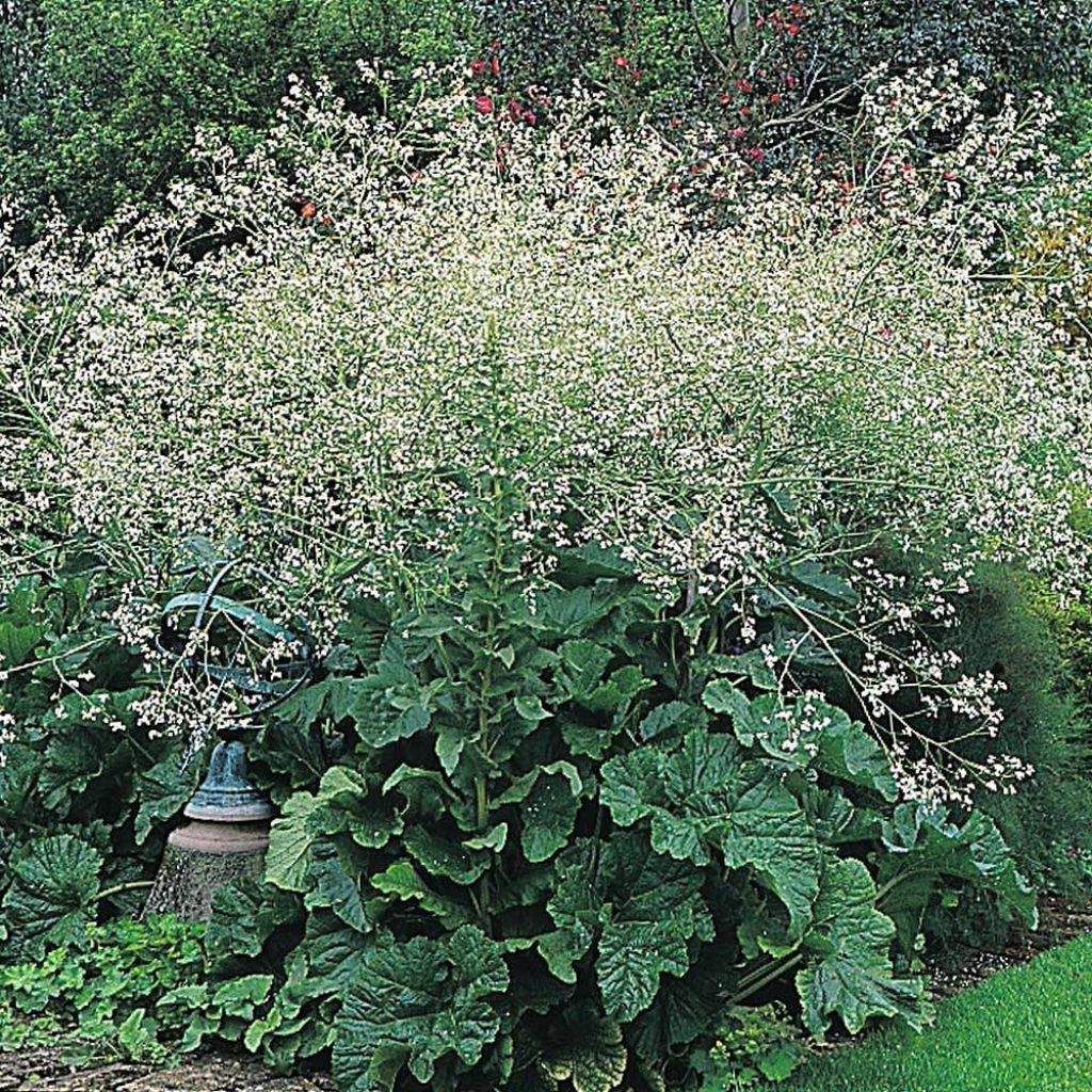 Crambe cordifolia (semi)