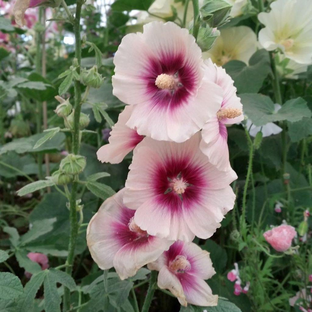 Alcea rosea Halo Apricot - Malvarosa