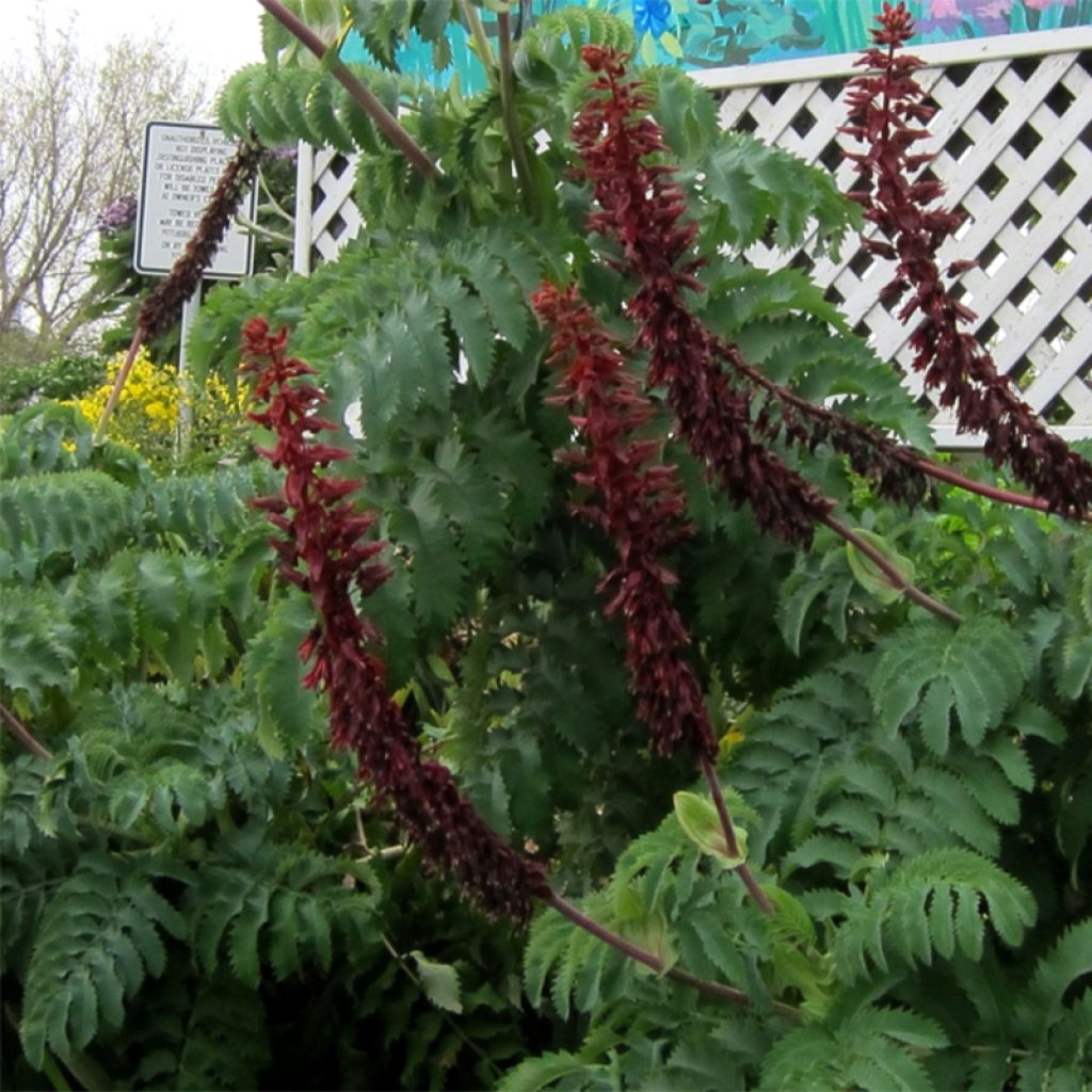 Melianthus major (semi) - Melianto maggiore