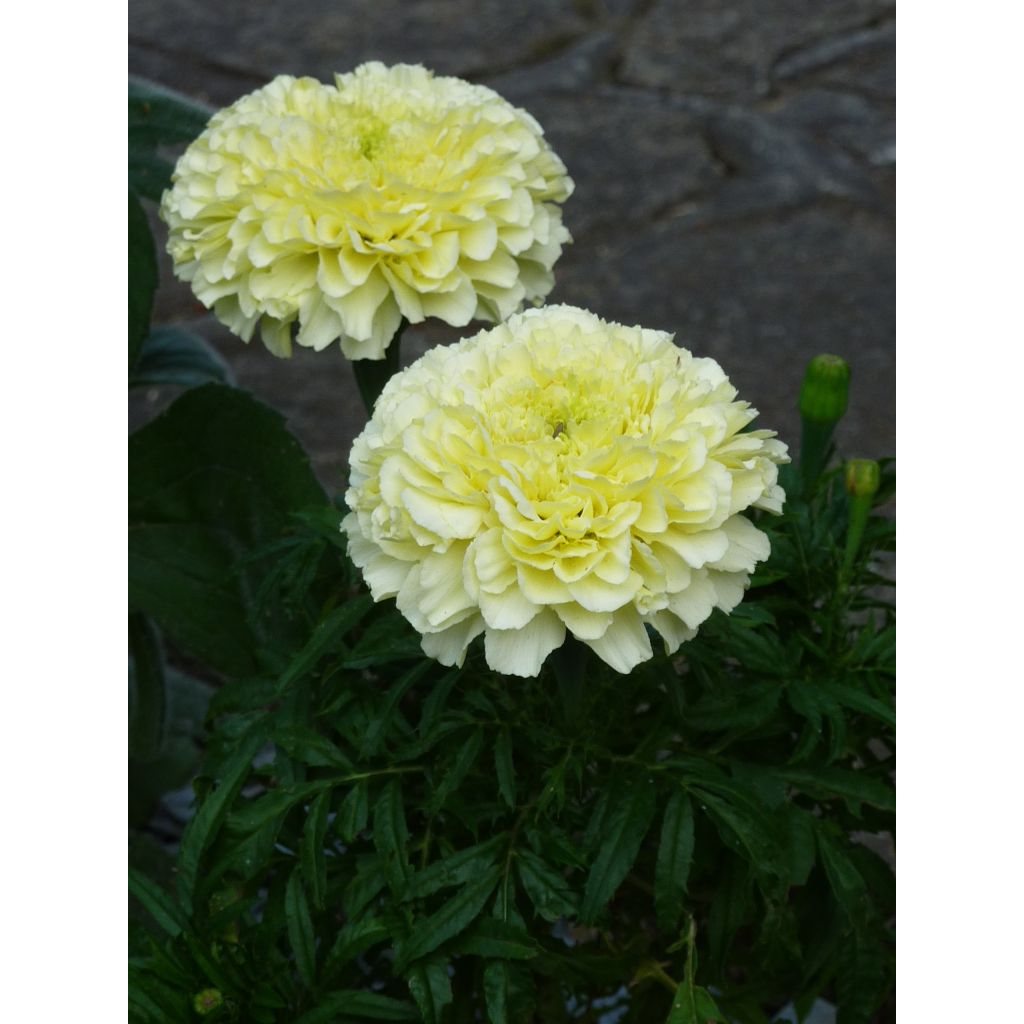 Tagetes erecta nana Vanilla