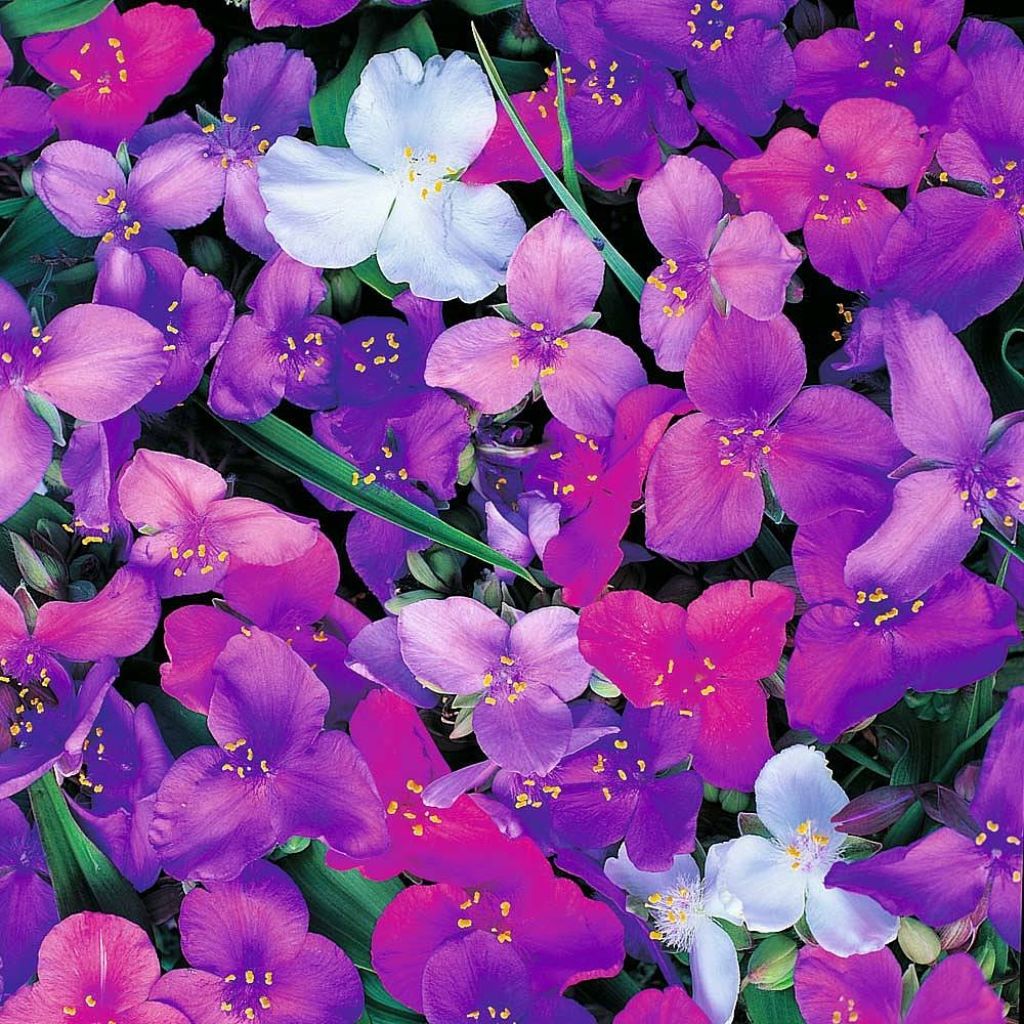 Tradescantia andersoniana Mixed Colours