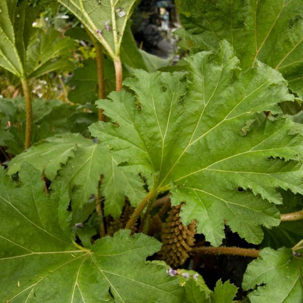 Gunnera manicata - Rabarbaro gigante del Brasile