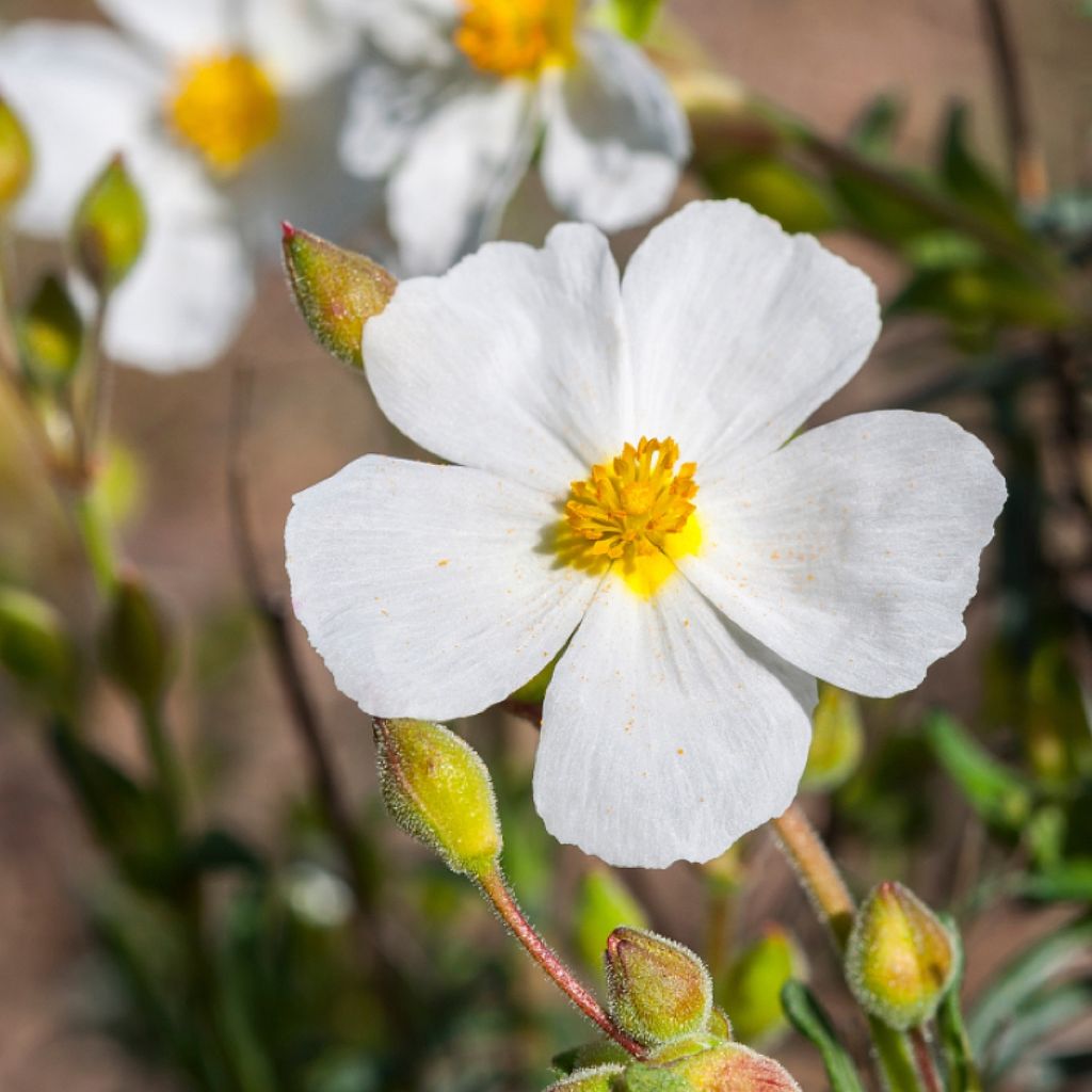 Halimium umbellatum April Snow