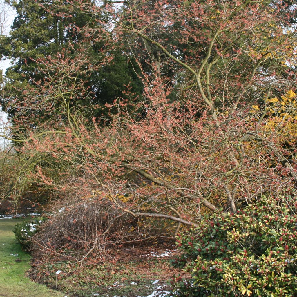Hamamelis intermedia Ruby Glow - Amamelide