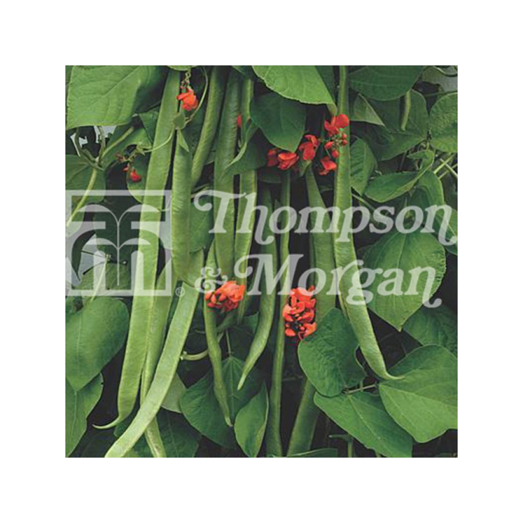 Haricot d'Espagne Benchmaster - Haricot-fleur