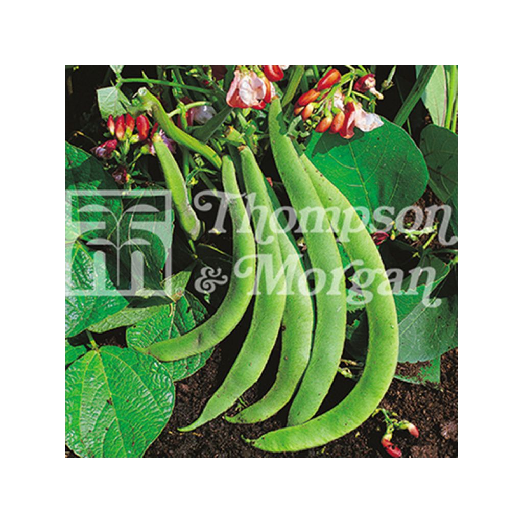 Fagiolo di Spagna Hestia