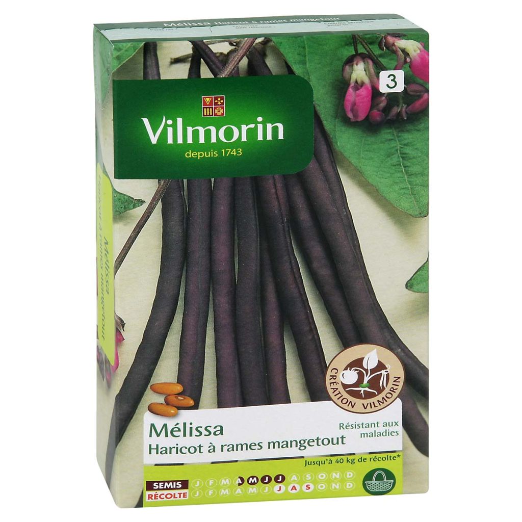 Fagiolo rampicante Melissa