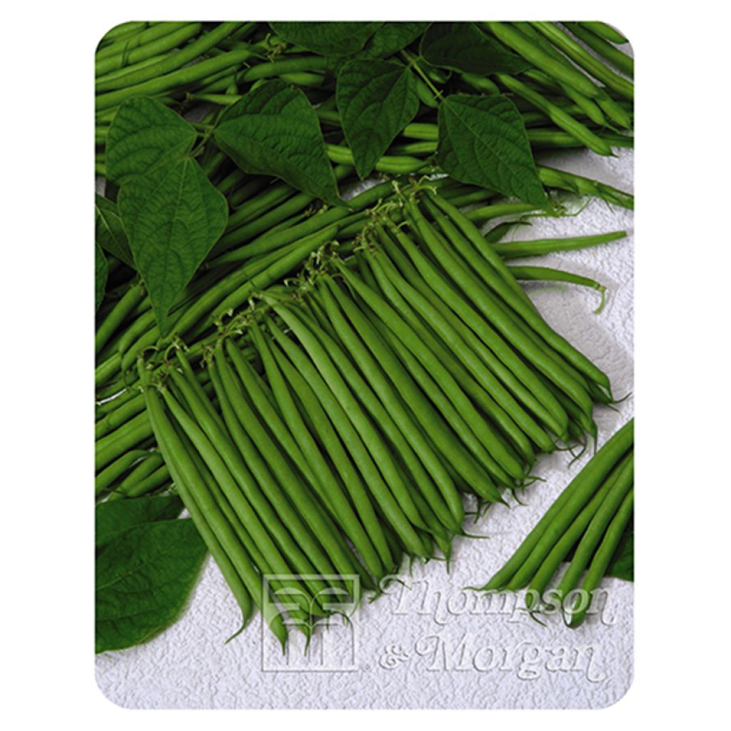 Haricot nain Bellini - Haricot filet