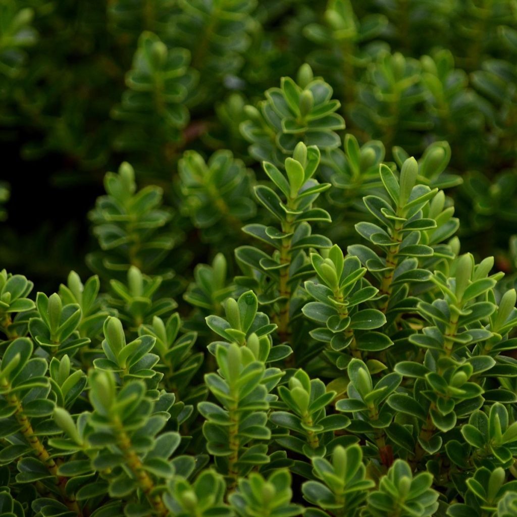 Hebe vernicosa - Veronica