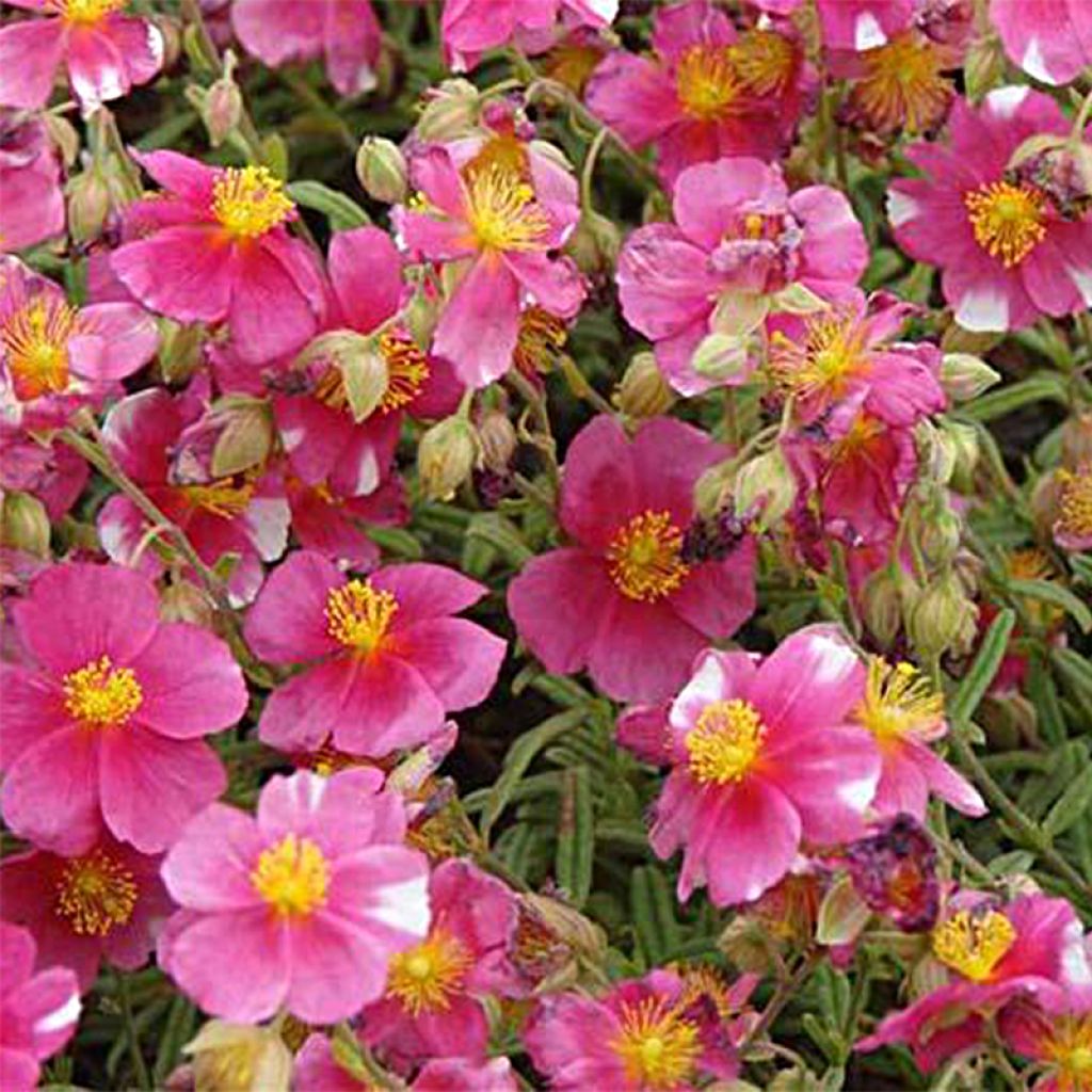 Helianthemum Raspberry Ripple - Eliantemo