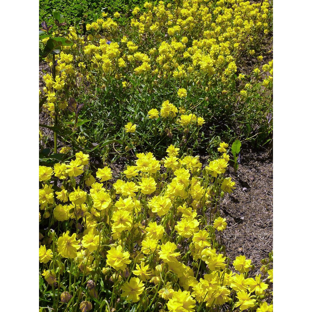 Helianthemum Sulphureum Plenum - Eliantemo