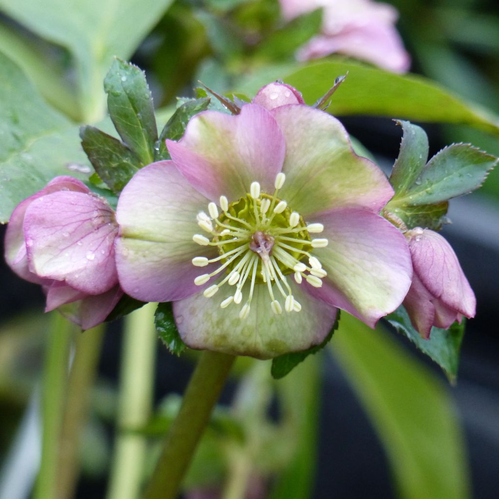 Helleborus orientalis subsp. abchasicus - Elleboro orientale