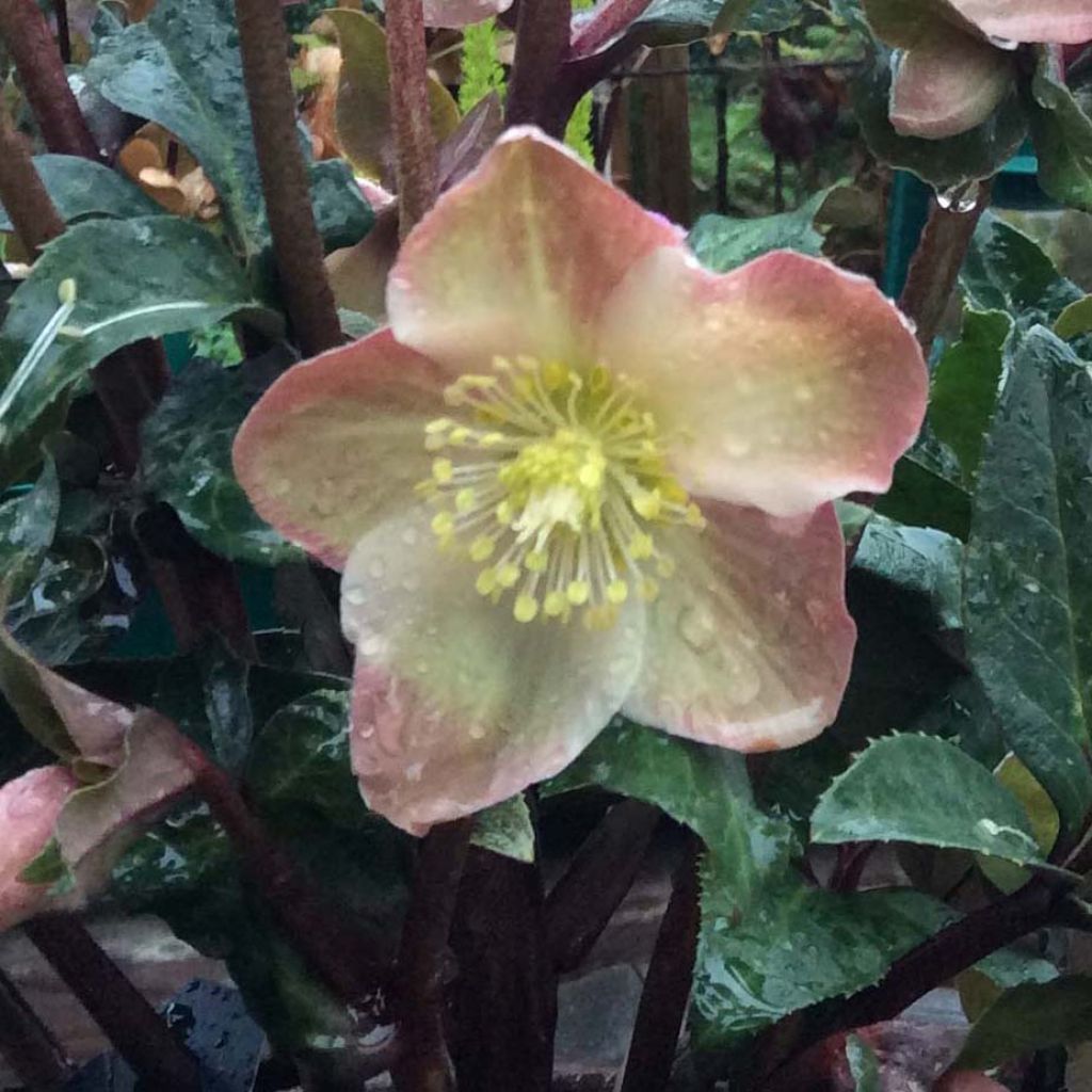 Helleborus ballardiae Maestro - Elleboro