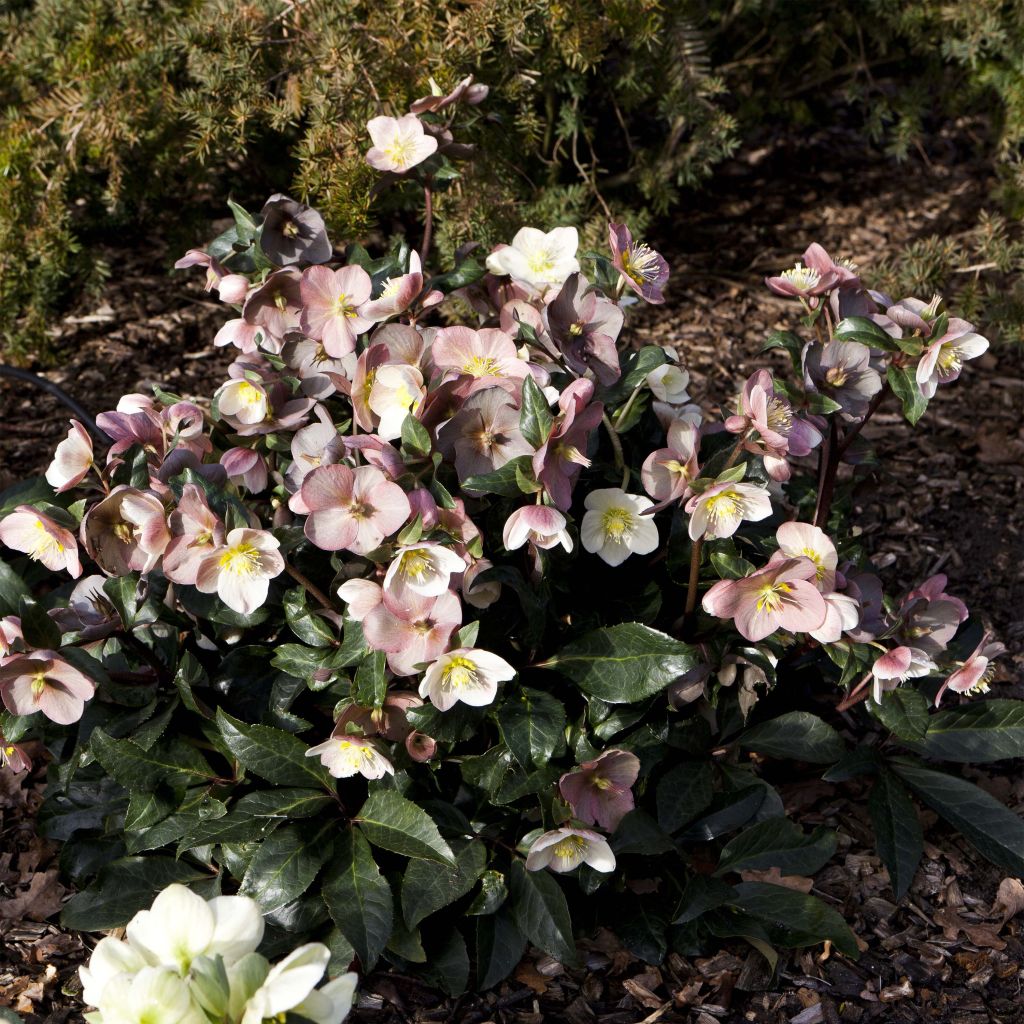 Helleborus ballardiae Maestro - Elleboro