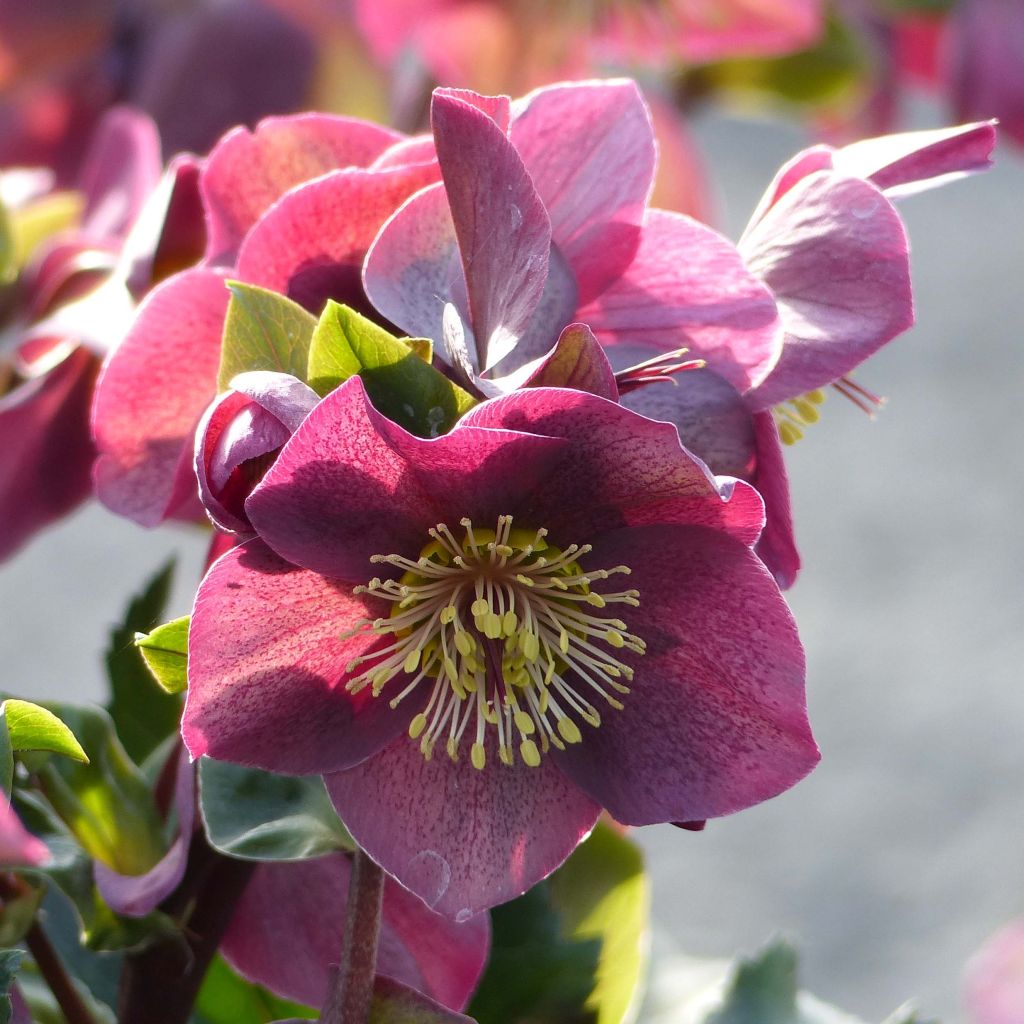 Helleborus HGC Ice N' Roses Red - Elleboro