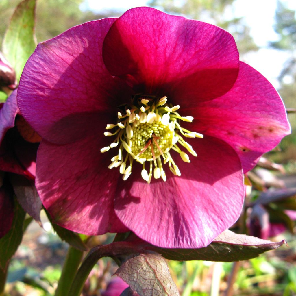 Helleborus HGC Ice N' Roses Red - Elleboro
