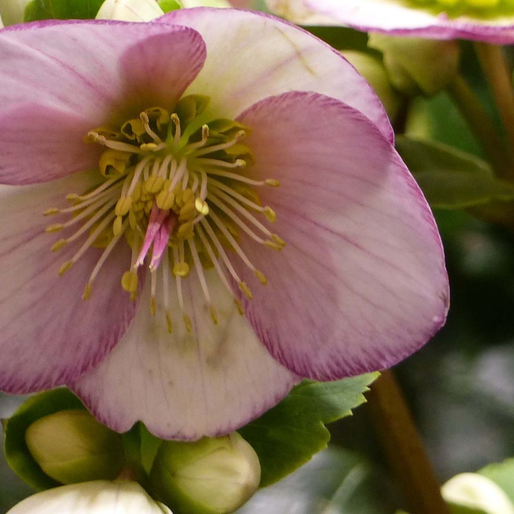 Helleborus HGC Ice N' Roses Picotee - Elleboro