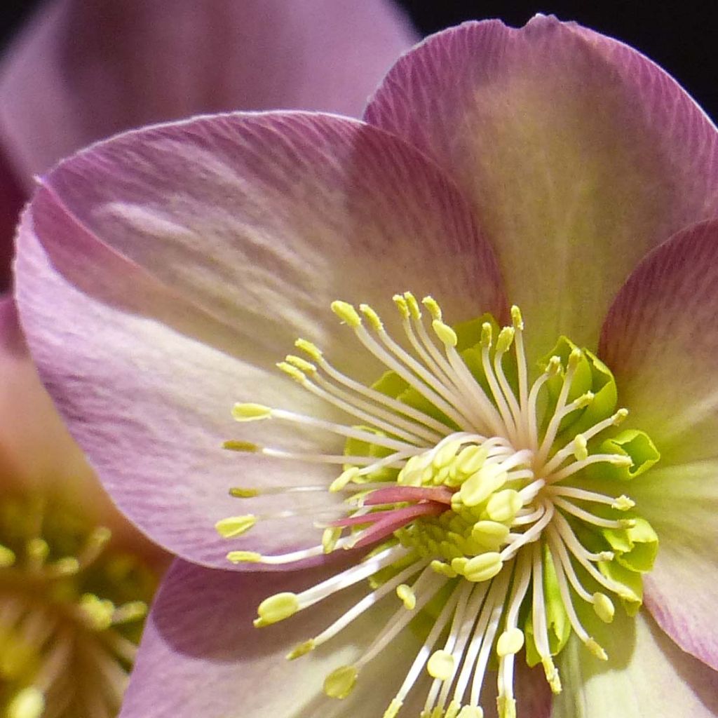 Helleborus HGC Ice N' Roses Pink - Elleboro