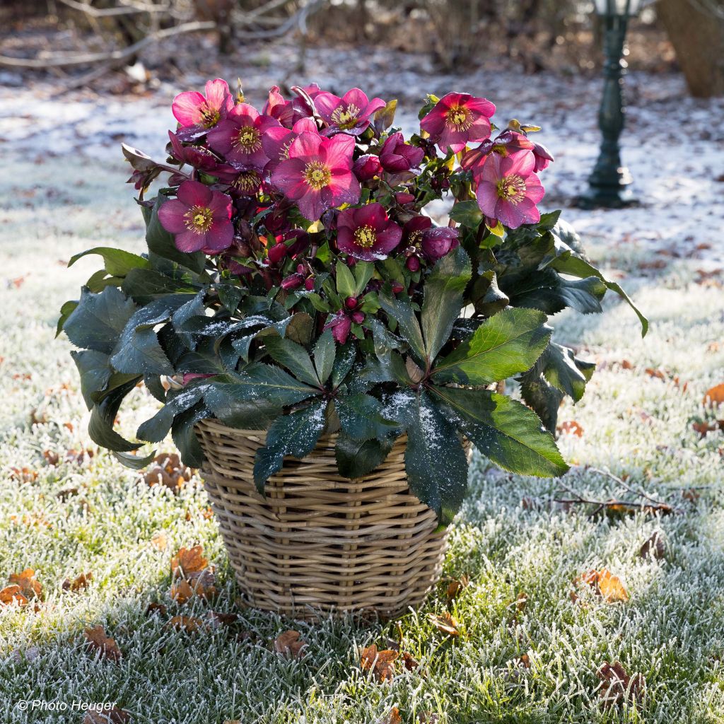 Helleborus HGC Ice N' Roses Red - Elleboro