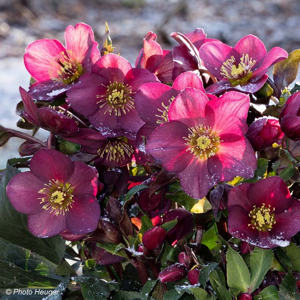 Helleborus HGC Ice N' Roses Red - Elleboro