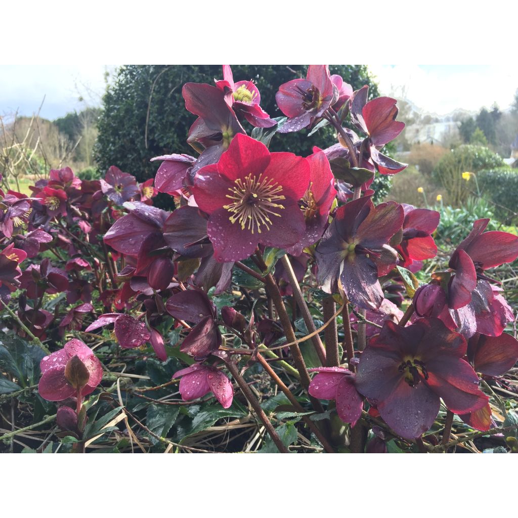 Helleborus HGC Ice N' Roses Red - Elleboro