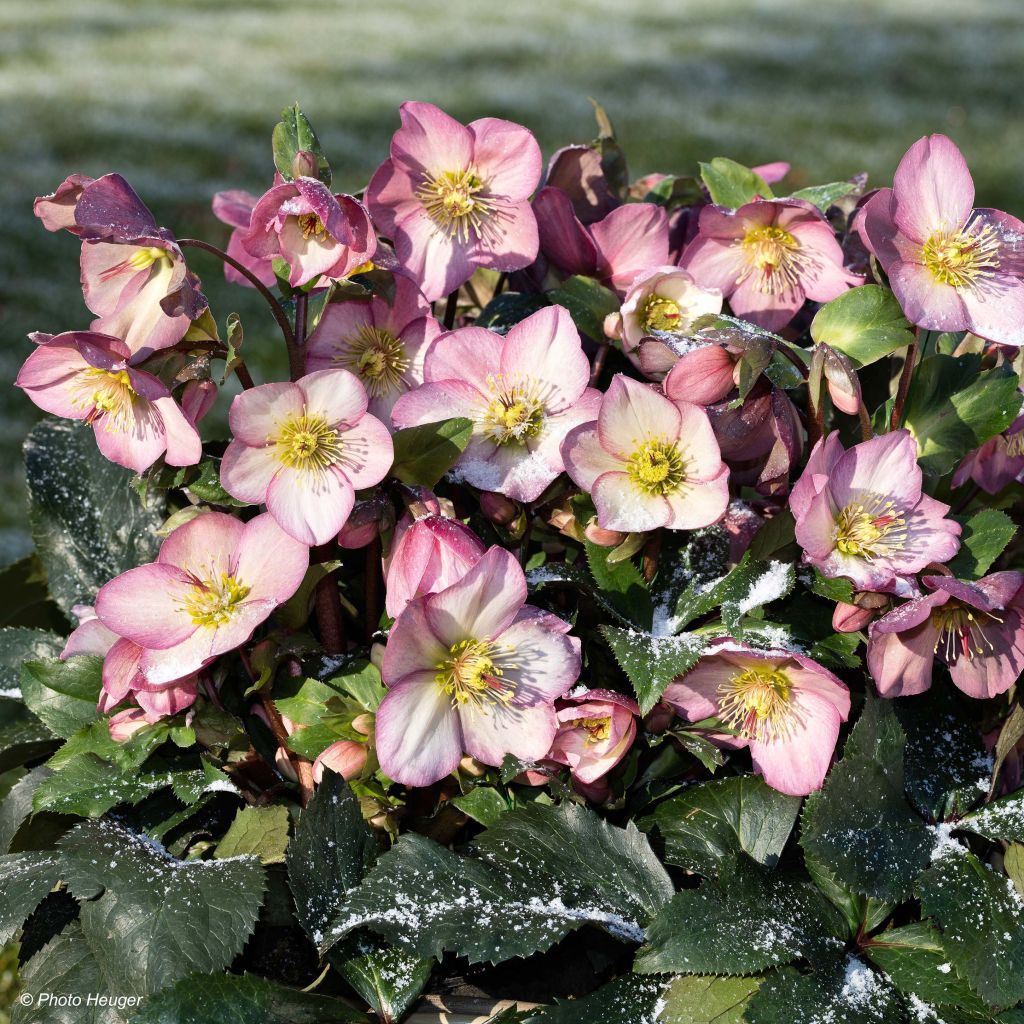 Helleborus HGC Ice N' Roses Pink - Elleboro