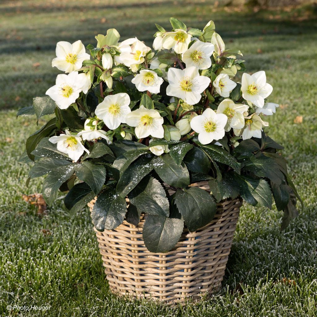 Helleborus HGC Ice N' Roses White - Elleboro