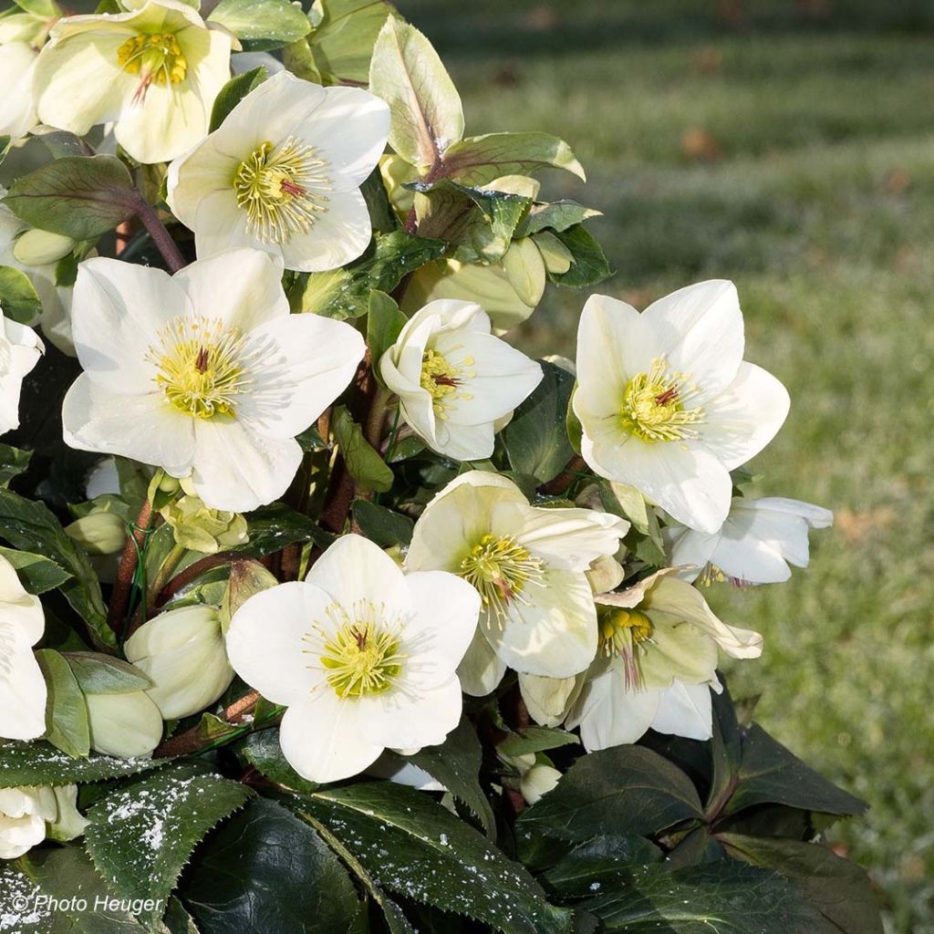 Helleborus HGC Ice N' Roses White - Elleboro
