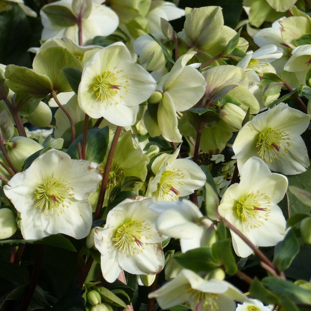 Helleborus HGC Ice N' Roses White - Elleboro