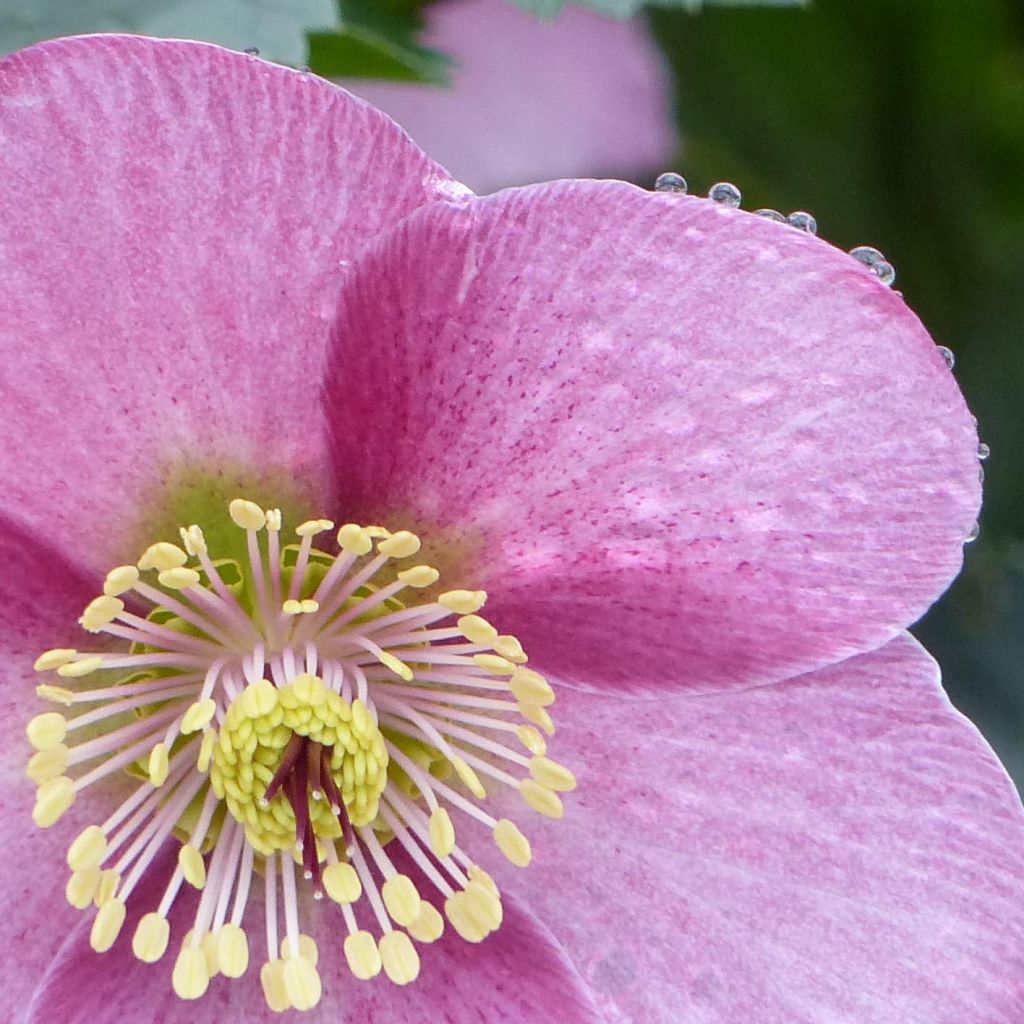 Helleborus Madame Lemonnier - Elleboro