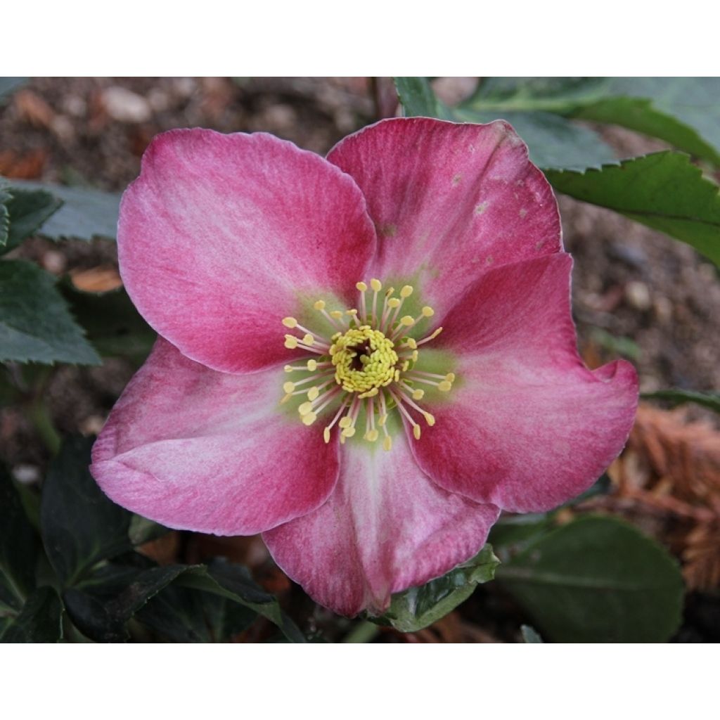 Helleborus Madame Lemonnier - Elleboro