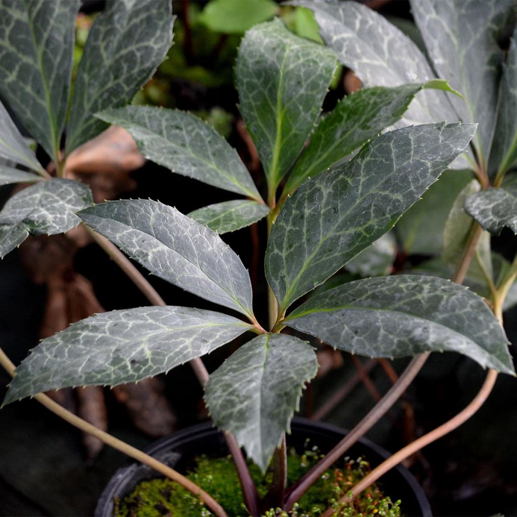 Hellebore nigercors Magic Leaves®