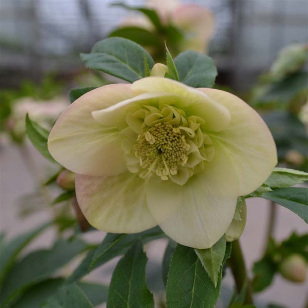 Helleborus Anemone Apricot - Elleboro