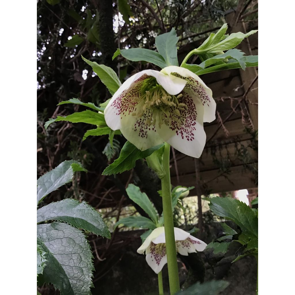 Helleborus White guttatus - Elleboro